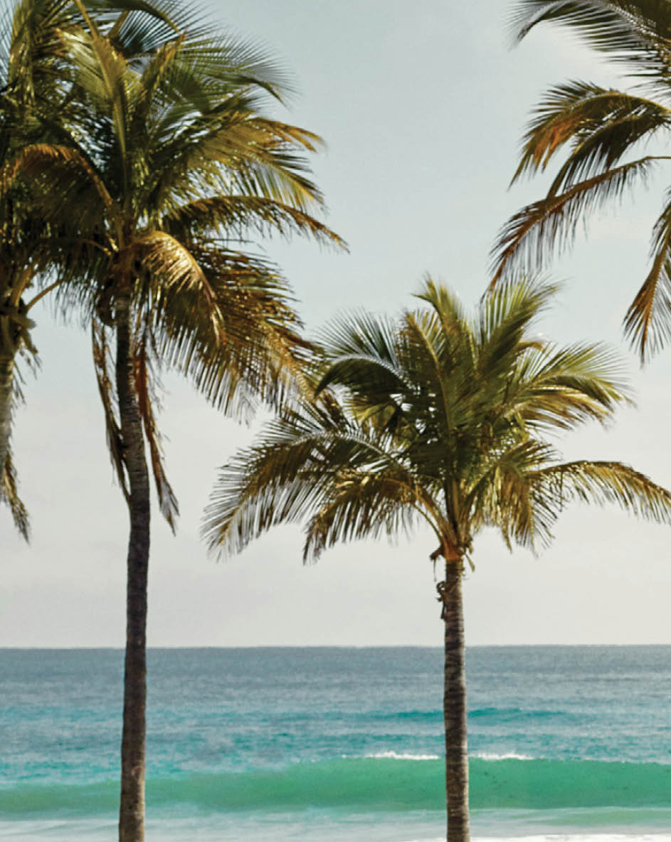 Palm trees in front of the ocean on nice clear day